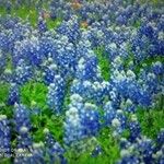 Lupinus texensis Lorea