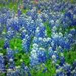 Lupinus texensis Кветка