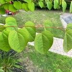 Cercidiphyllum japonicumFuelha