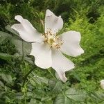 Rosa corymbifera Flower