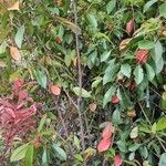 Photinia × fraseri Leaf