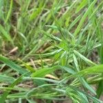 Bromus tectorum Fruchs