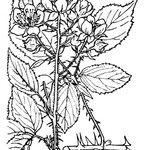 Rubus gracilis Övriga