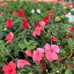 Impatiens hawkeriКветка