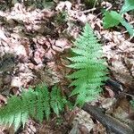 Thelypteris noveboracensis Leaf