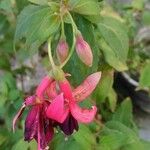 Fuchsia magellanica Flors