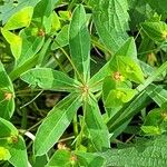 Euphorbia dulcis Flor