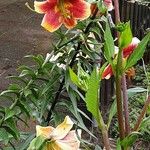 Lilium regale Yeri