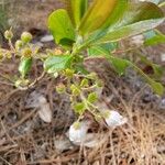 Vaccinium angustifolium Flor