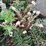 Polypodium cambricum Lapas