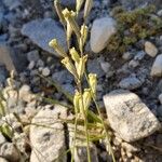 Silene ciliata Flor