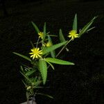 Corchorus hirtus ശീലം