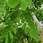 Cassia abbreviata Folha