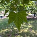 Platanus orientalis Листок