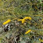 Acacia doratoxylon Flower