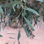 Acacia salicina Foglia