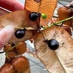Koelreuteria paniculata Vaisius