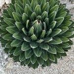 Agave victoriae-reginae Листок