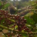 Schefflera pseudocandelabrum Fruto
