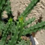 Huernia macrocarpa Lapas