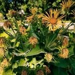 Inula magnifica عادت داشتن