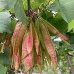 Cercis griffithii Fruto