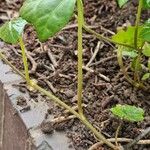 Hedera hibernica Kabuk