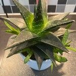 Aristaloe aristata cv. 'Cosmo'Lapas