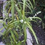 Evodia hortensis Flower
