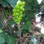 Arum cylindraceum Fruit