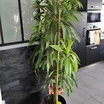 Dracaena fragrans Folha