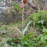 Fritillaria messanensis 葉