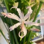 Nerine undulata Flower