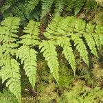 Dryopteris aemula Alia