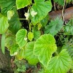 Begonia hirtellaFolla