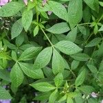 Cleome houtteana Leaf