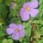 Sutera cordata Fula