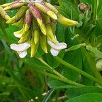 Astragalus frigidus Blüte