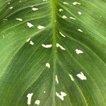 Zantedeschia albomaculata ഇല