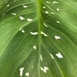 Zantedeschia albomaculata Leaf