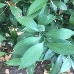 Ruscus hypophyllumLeaf