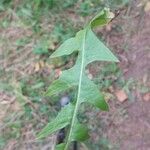 Lactuca floridanaपत्ता
