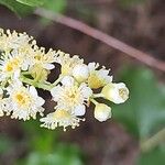 Prunus ilicifolia പുഷ്പം