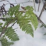 Dryopteris intermedia Hoja