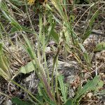 Centaurea acaulis Habitat