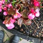 Begonia cucullata Blüte