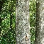 Quercus pubescens Écorce