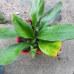 Spathiphyllum floribundumFiore