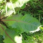 Lactuca virosa Foglia