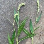 Persicaria lapathifolia पत्ता